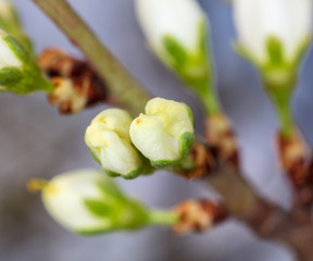 A flower on a branch of cherry