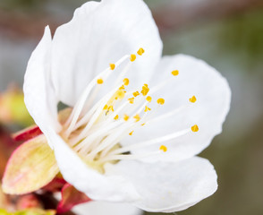 White flower on apricot