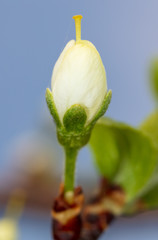 A flower on a branch of cherry