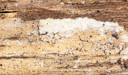Naklejka premium Mold in mushrooms on a wooden background