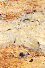 Mold in mushrooms on a wooden background