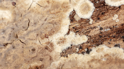 Fototapeta na wymiar Mold in mushrooms on a wooden background