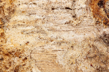 Mold in mushrooms on a wooden background