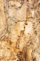 Mold in mushrooms on a wooden background