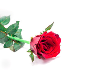 Close up of red rose flower with rose on white background
