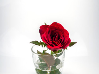 Close up of red roses in a glass on white background.