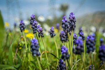 Flowers at the Cotton Castle in Pamukkale
