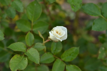 Lonely white rose in the garden against the backdrop of greenery.