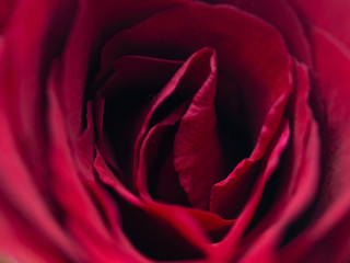 A close up macro shot of a red rose, red background