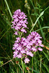 orchidea © m.bonotto