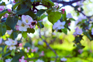 Flowering apple tree with a flying bumblebee. Close up of a flowering apple tree with a flying bumblebee
