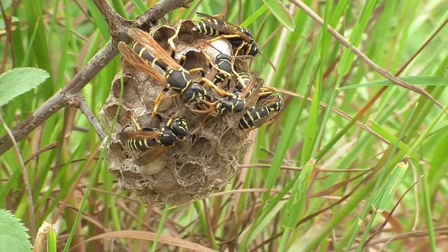 Heide-Feldwespen am Nest
