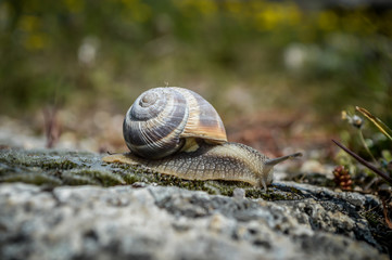 Snail at the cotton castle in Pemukkale