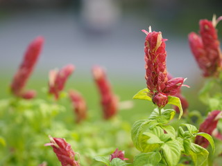 Pink red flower name Justicia Brandegeana Single leaf, opposite, alternate, perpendicular, lanceolate, leaf, end, sharp, slightly serrated The flower is a bouquet at the apex