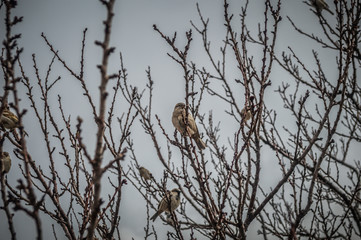 Pigeon at Pigeon Valley