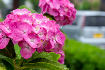 Fototapeta premium 雨に濡れた紫陽花