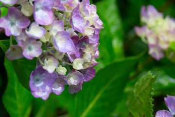 雨に濡れた紫陽花