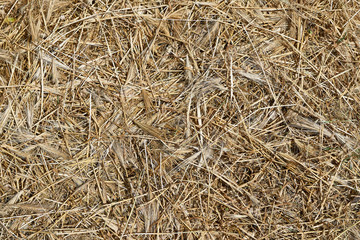 Dry yellow grass hay as background texture