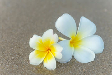 Fototapeta na wymiar Close up yellow and white frangipani flower