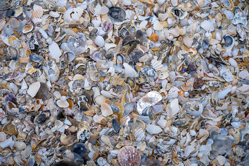 Close up of Shells on the beach