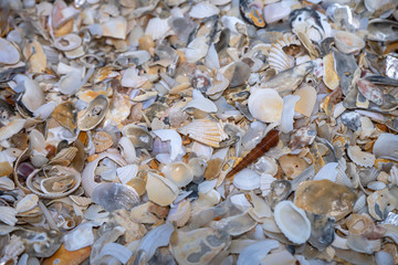 Close up of Shells on the beach