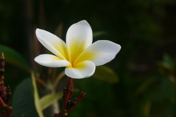 White plumeria flowers