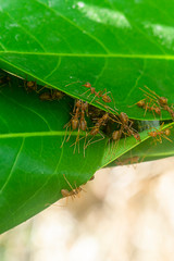 Unity of Rad Ants are building leaf nests.