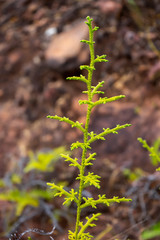 Close up of Creeping Club Moss in the forest.