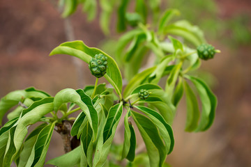 Raw Morinda coreia Buch fruit on tree.