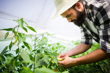 Friendly farmer at work in greenhouse