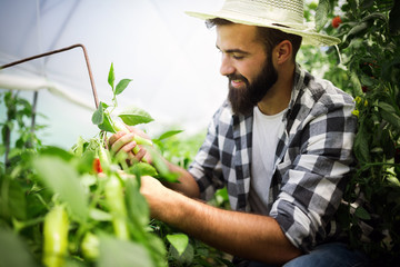 Caucasian farmer picking paprika from his hothouse garden