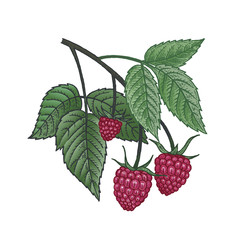 Heilpflanze. Himbeeren. Farbskizze. © marinavorona