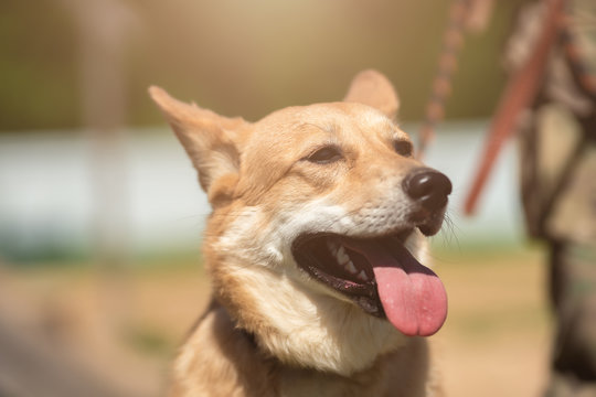 Close-up photo of ginger dog with leash on blurred background on summer day