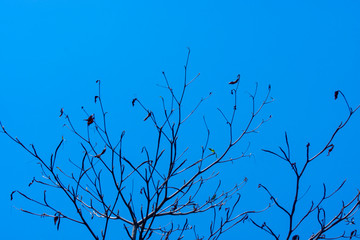 Close up branch of death tree with sky background.