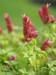 red pink flower Name Panama Queen Plant, The Orange Shrimp Plant, The Coral Aphelandra Single leaf Sorting alternately Lanceolate The flower is a big bouquet. With a small bouquet adorned on the base