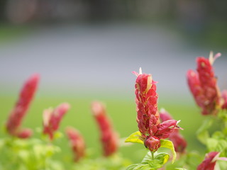 red pink flower Name Panama Queen Plant, The Orange Shrimp Plant, The Coral Aphelandra Single leaf Sorting alternately Lanceolate The flower is a big bouquet. With a small bouquet adorned on the base