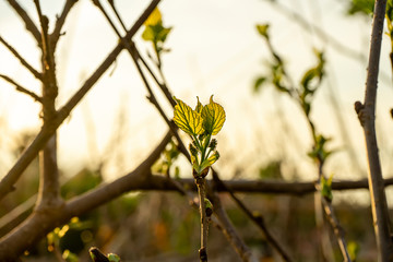 Young leaves are growing on the branches