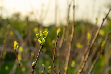 Young leaves are growing on the branches