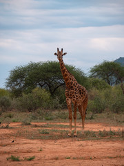 Giraffe in Tsavo West National Park Conservation Area, Kenya