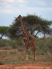 Giraffe in Tsavo West National Park Conservation Area, Kenya