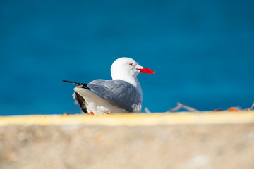 Beautiful Seagull
