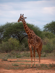 Giraffe in Tsavo West National Park Conservation Area, Kenya