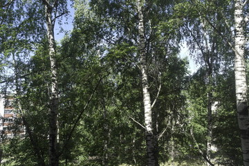 Obraz premium summer heat sun june