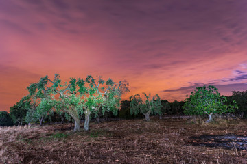 Obraz premium Night on the ancient olive trees of Puglia, Italy.