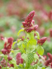 red pink flower Name Panama Queen Plant, The Orange Shrimp Plant, The Coral Aphelandra Single leaf Sorting alternately Lanceolate The flower is a big bouquet. With a small bouquet adorned on the base