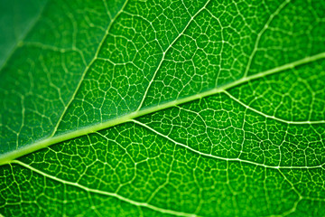 Macro photo of fresh green leaf. Close up, plant texture.