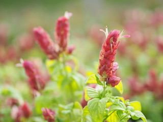 red pink flower Name Panama Queen Plant, The Orange Shrimp Plant, The Coral Aphelandra Single leaf Sorting alternately Lanceolate The flower is a big bouquet. With a small bouquet adorned on the base