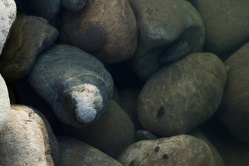 Fototapeta na wymiar Rocks in water, wet background, summer seashore