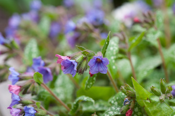 Lungwort Flowers Pulmonaria Officinalis