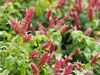 red pink flower Name Panama Queen Plant, The Orange Shrimp Plant, The Coral Aphelandra Single leaf Sorting alternately Lanceolate The flower is a big bouquet. With a small bouquet adorned on the base